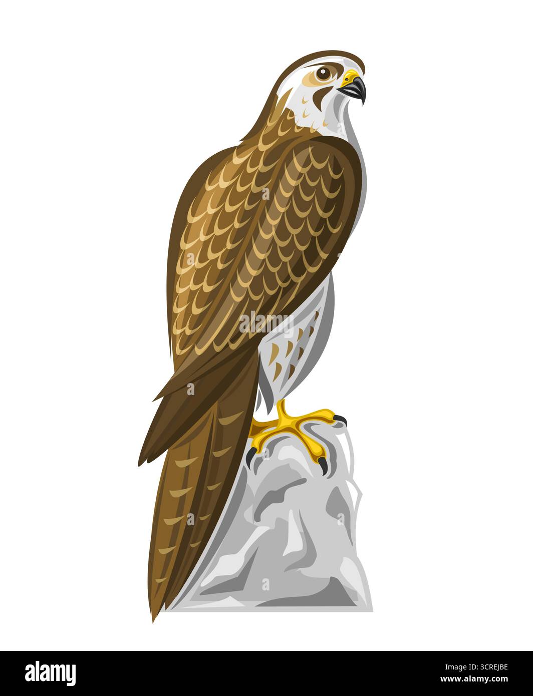 Illustrazione vettoriale di Falcon, seduto su pietra, cacciatore diurno dal Sud africa con ali appuntite, coda lunga, becco agganciato, uccello falco con razzo Illustrazione Vettoriale