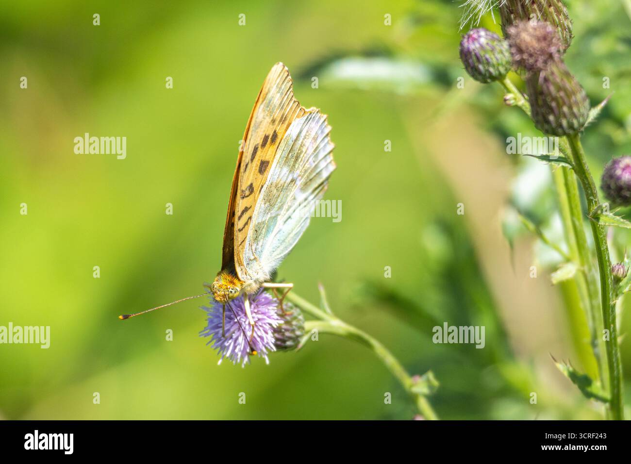 La farfalla poggia su un fiocco di cardo, le sue ali a motivi geometrici creano un piacevole contrasto con il morbido sfondo verde. Impollinazione in natura, la bellezza degli insetti Foto Stock