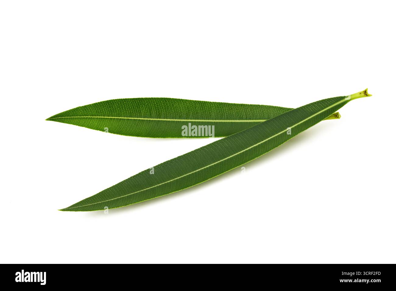 Foglie di oleandro fresche isolate su sfondo bianco Foto Stock