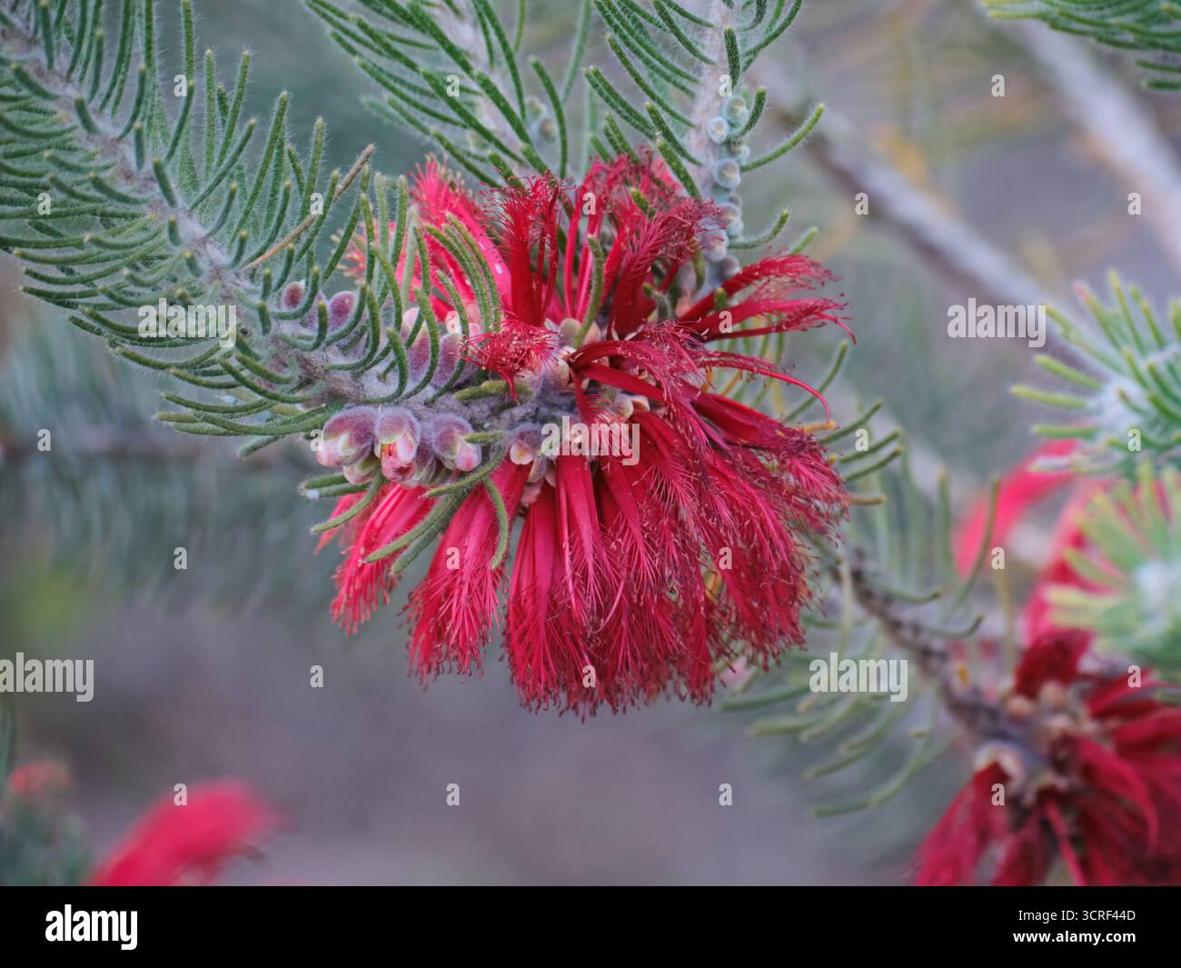 Spazzola per bottiglie su un solo lato in rosso Foto Stock