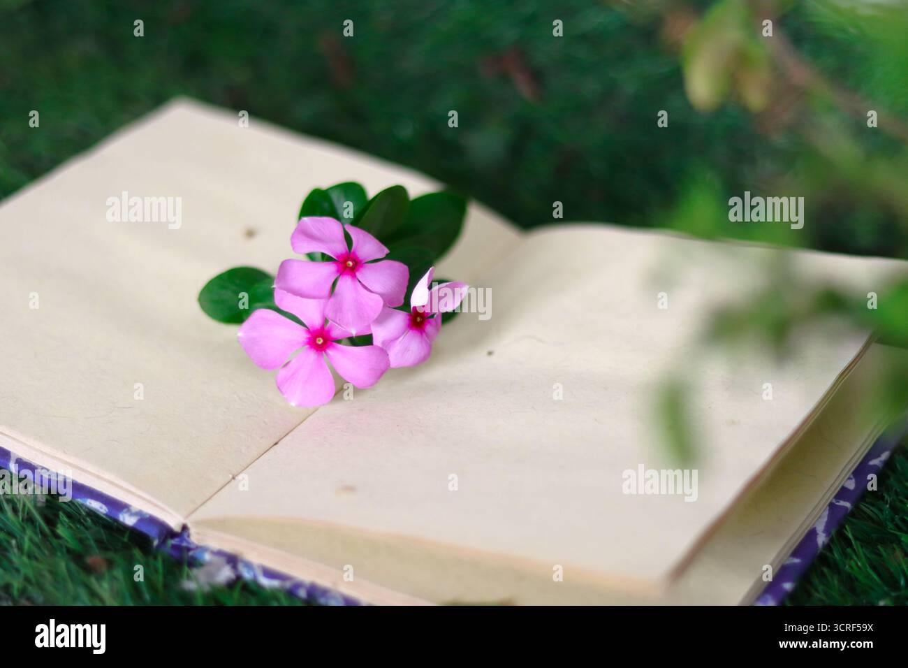 Nayantara (Madagascar Periwinkle) fiori su un quaderno all'interno dell'erba Foto Stock