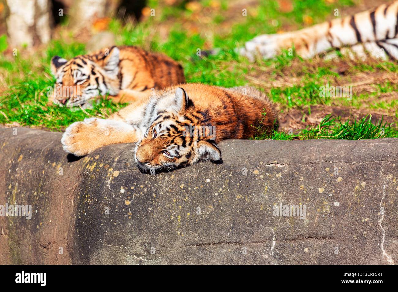 Due cuccioli di tigre si addormentano sulla sporgenza rocciosa sotto il sole, con la loro caratteristica pelliccia a righe che si fonde in tonalità calde dell'ambiente naturale Foto Stock