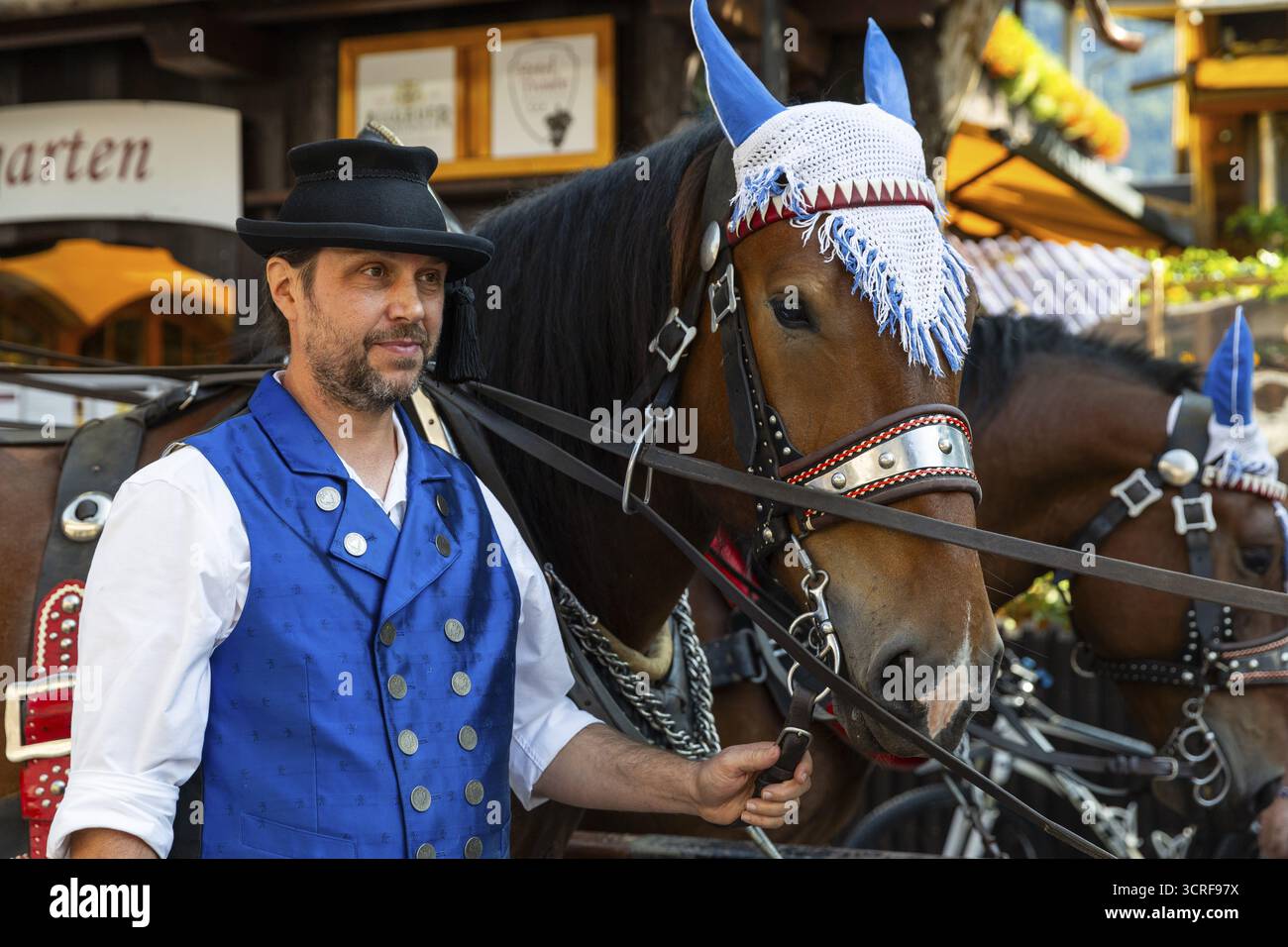 Cavalli con mulo, animali a sangue freddo, cocchiere, bestiame, Oberstdorf, Alpi Allgaeu, Baviera, Germania Foto Stock