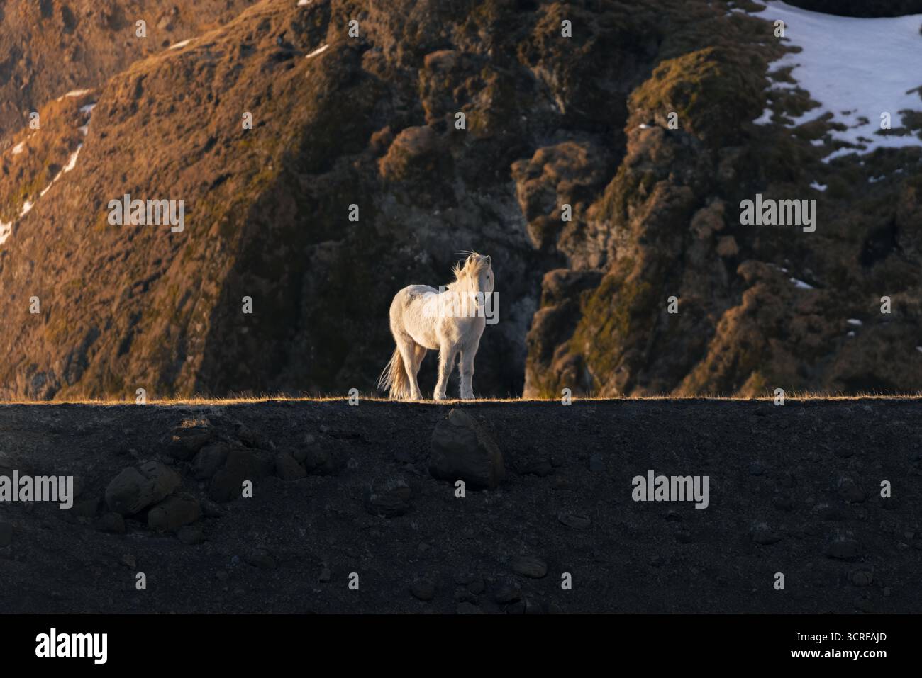 Vista di un cavallo bianco che si erge maestosamente su una cresta scura, bagnato dal caldo bagliore del sole che tramonta contro le aspre scogliere, l'Islanda. Foto Stock