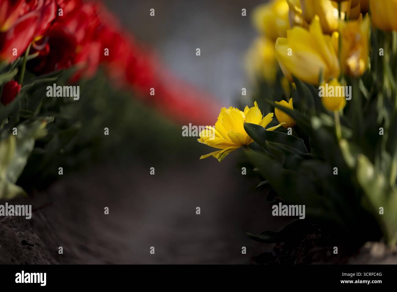 Vista dei tulipani rossi e gialli vibranti che si riempiono di colore, creando un affascinante contrasto con il suolo scuro, Lisse, Paesi Bassi. Foto Stock