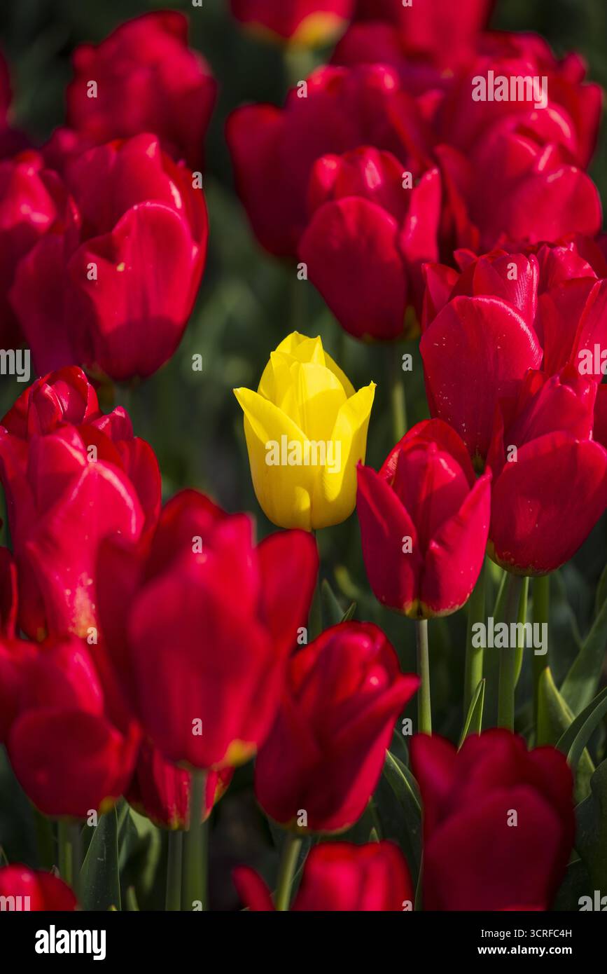 Vista dei vivaci tulipani rossi che danzano intorno a un'unica fioritura gialla radiosa, un sorprendente contrasto di colore e forma nei Paesi Bassi, Lisse, Paesi Bassi. Foto Stock