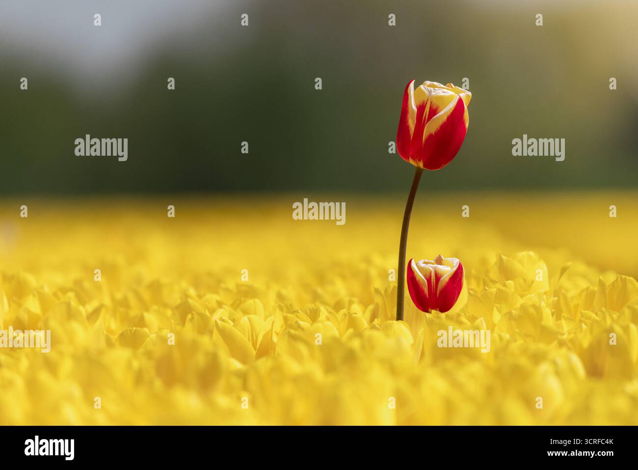Vista dei suggestivi tulipani rossi e gialli che si innalzano sopra un mare radioso di fiori gialli, bagnati dalla luce soffusa, Lisse, Olanda meridionale, Paesi Bassi. Foto Stock