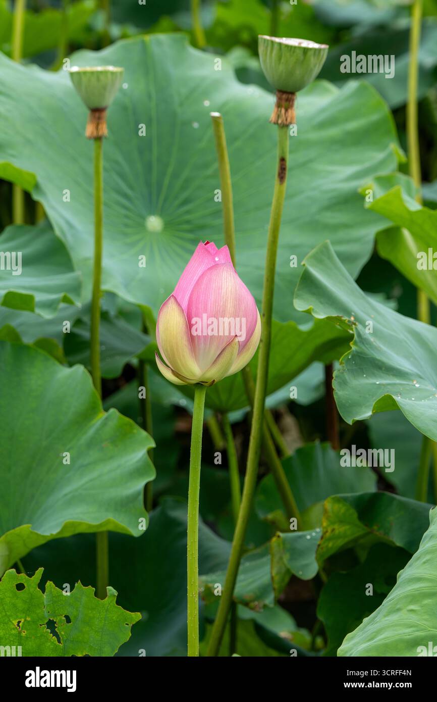La vista di un bocciolo di loto rosa sorge graziosamente in mezzo a un mare di giglio verdeggianti, con le teste dei semi, a Shi Lin Zhong Lu, Kun Ming Shi, Cina. Foto Stock