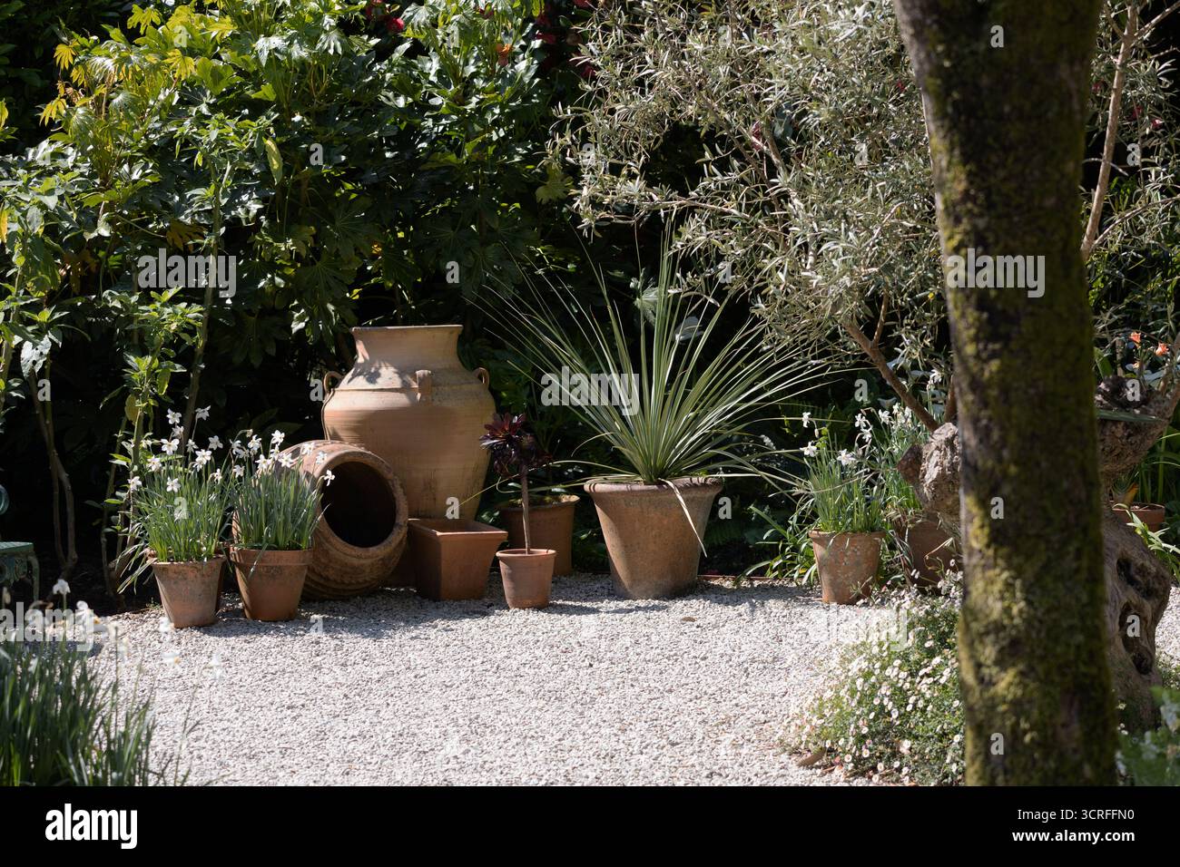 Piantate piante di terracotta sul patio Foto Stock