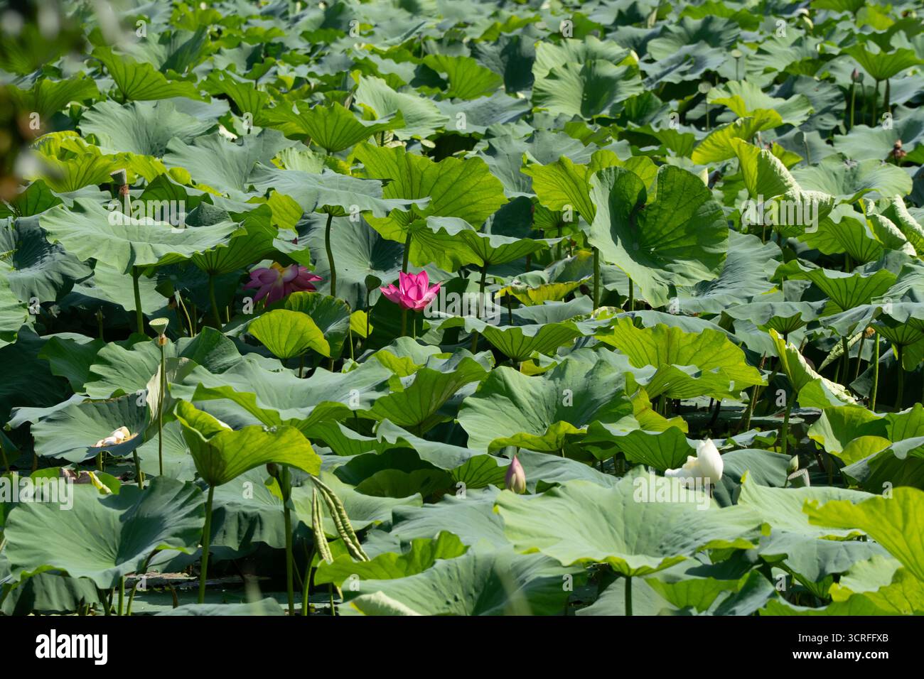 Vista di un mare di foglie di loto verde vivaci punteggiato di fiori di loto rosa e bianco, che creano una tranquilla scena di giardini d'acqua, Kunming, Yunnan, Cina. Foto Stock