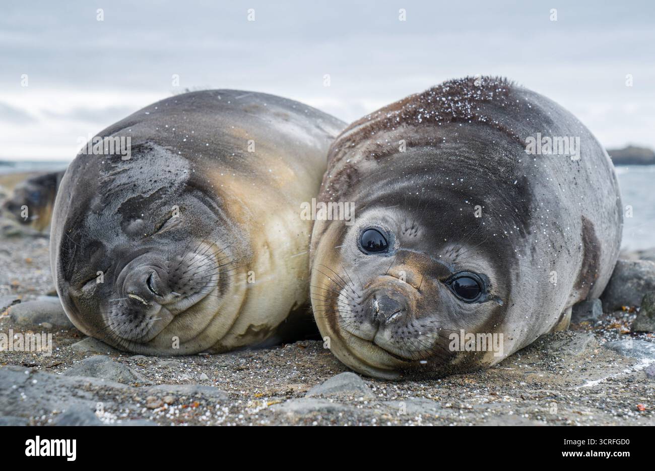 Vista aerea di due foche che poggiano strettamente insieme su una superficie rocciosa, la loro pelle liscia e bagnata contrastante con la ruvida consistenza delle pietre, l'Antartide. Foto Stock