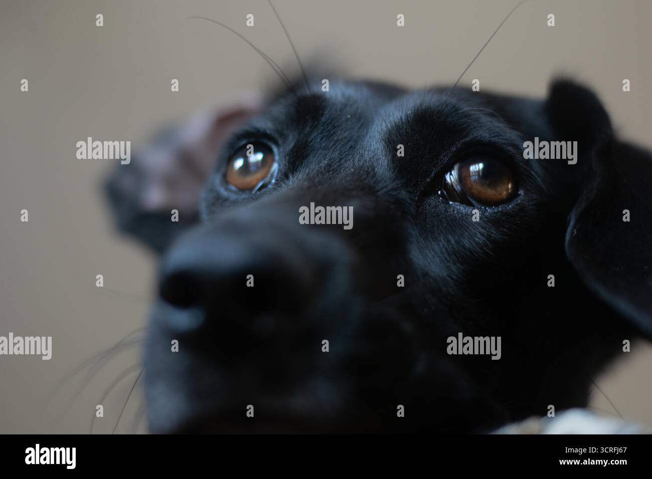 Ritratti di cani neri in primo piano in interni, fotografie di animali domestici Foto Stock
