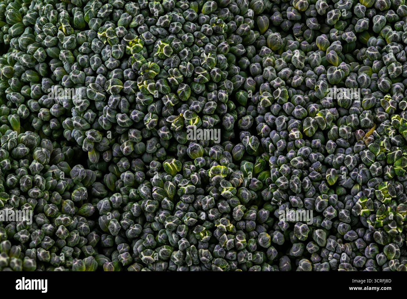 Un primo piano di broccoli con molti piccoli boccioli verdi. I broccoli sono molto densi e hanno molte piccole gemme Foto Stock