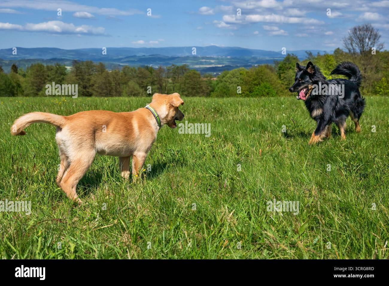 Due cani giovani, crossbread light (femmina) e pastore boemo (nero, maschio) in piedi sul prato di montagna e iniziare la partita con piacere. Sono ve Foto Stock