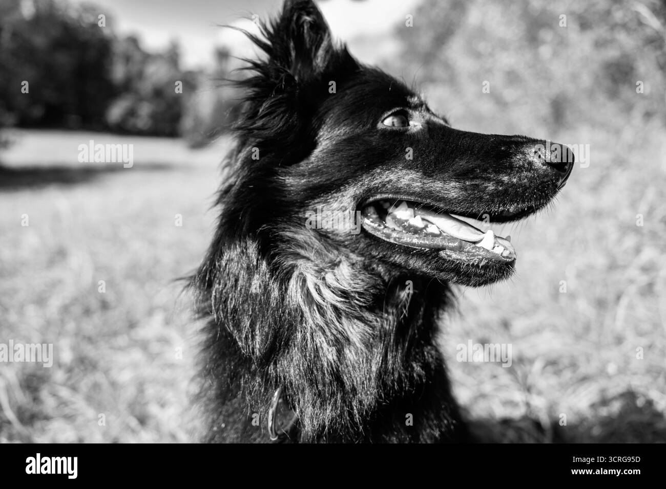 Ritratto del giovane pastore boemo, di razza nazionale ceca, cane di 2 anni. Foto Stock