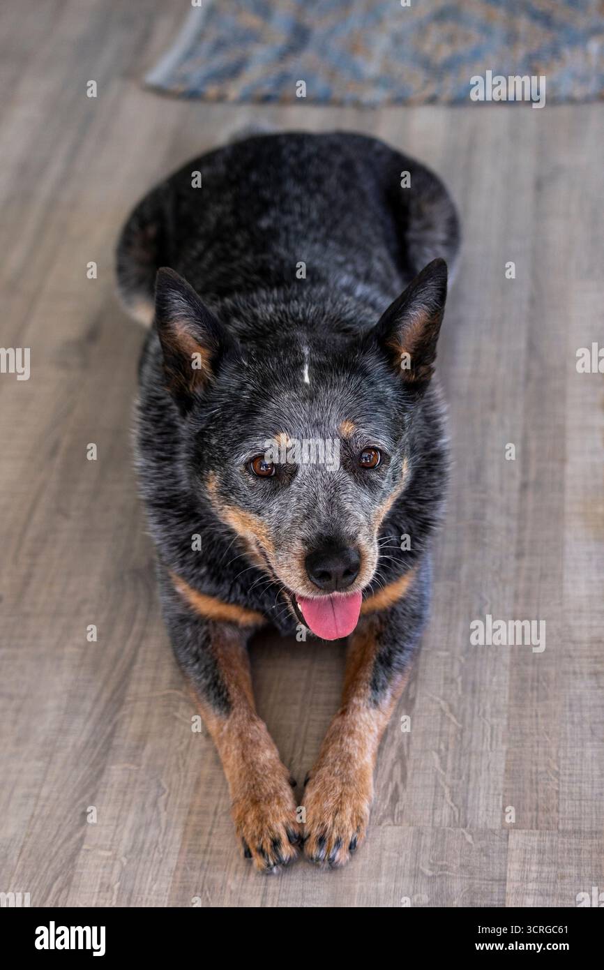Femmina Blue Heeler (cane bovino australiano) sdraiata sul pavimento all'interno della casa, guardando in alto la macchina fotografica Foto Stock