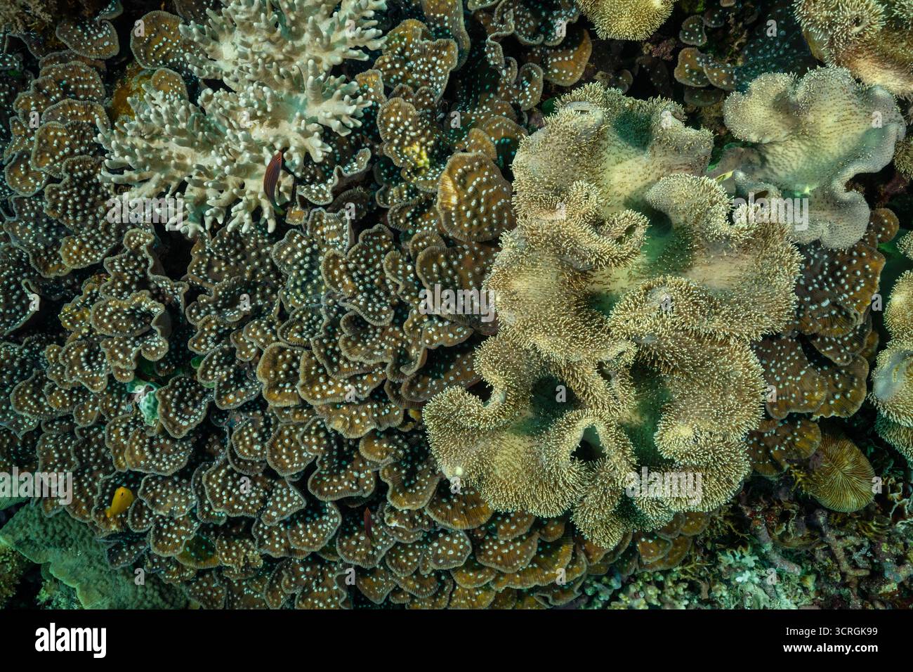 Stony Corals, Mycedium spp., in competizione con i coralli di cuoio, Sarcophyton sp., Raja Ampat Indonesia. Foto Stock