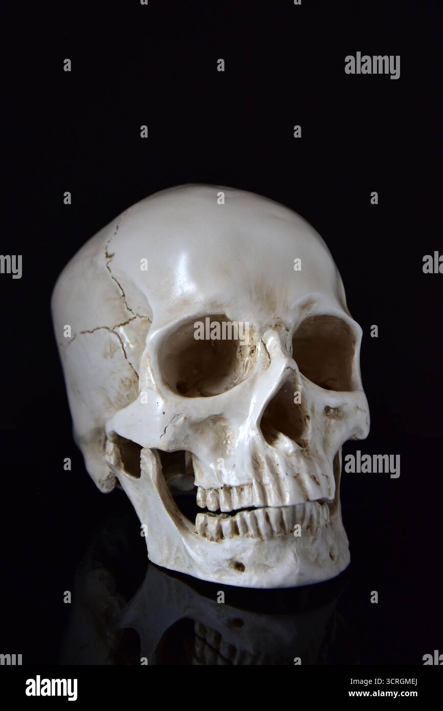 Modello di cranio umano con riflesso isolato su sfondo nero Foto Stock