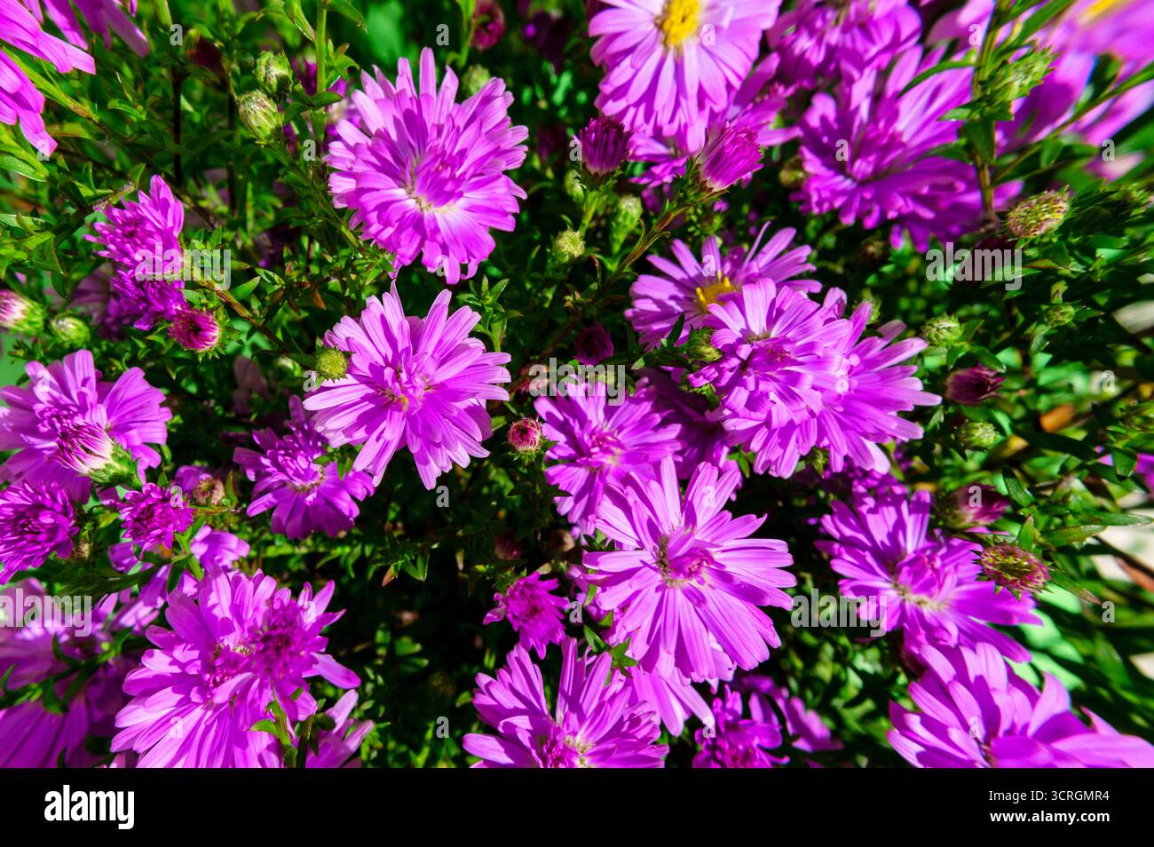 Primo piano di fiori selvatici viola. I raggi del sole illuminano i vibranti fiori viola. Beatitudine viola. Foto Stock
