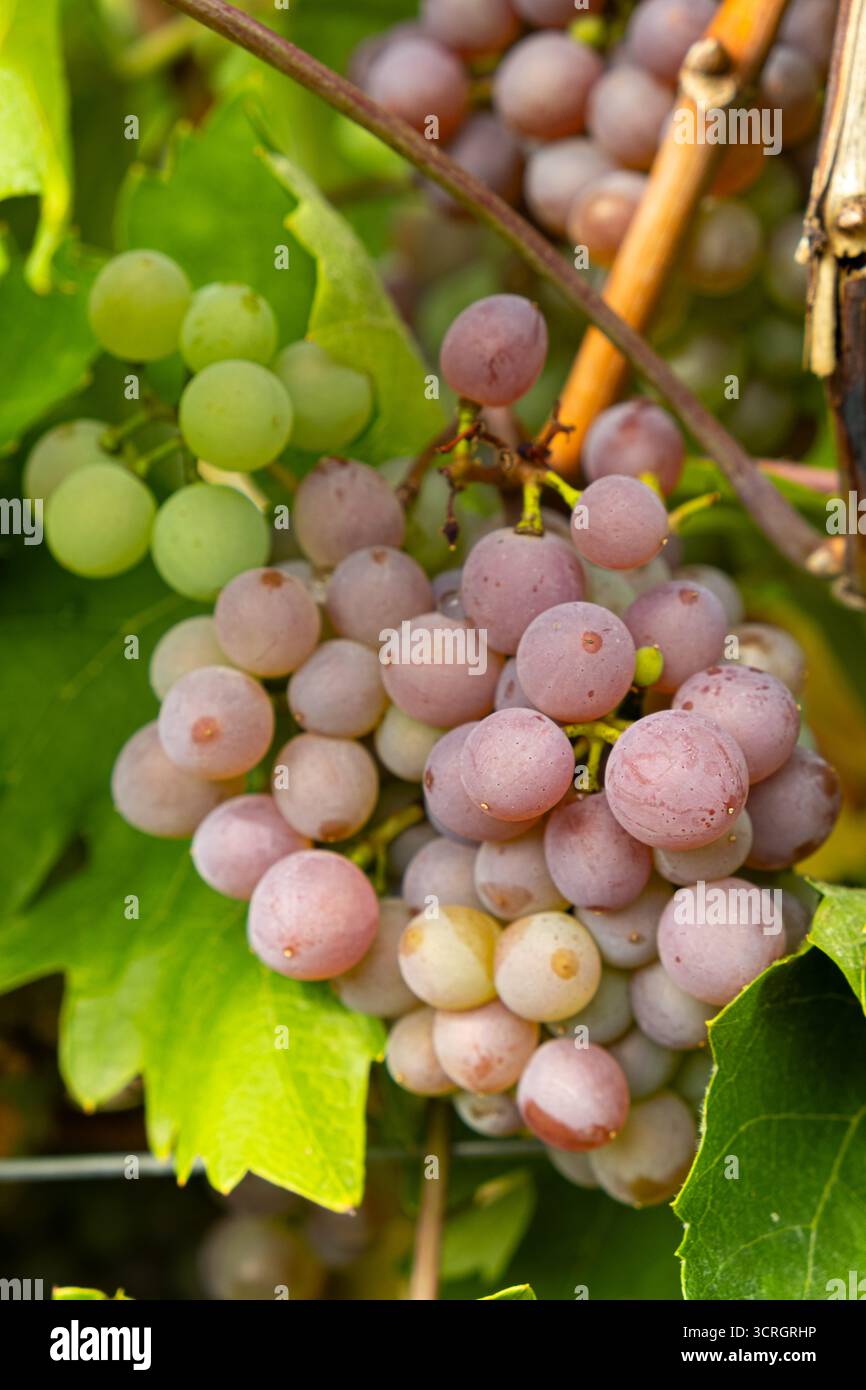 Primo piano di grappoli maturi sulla vite. Foto Stock