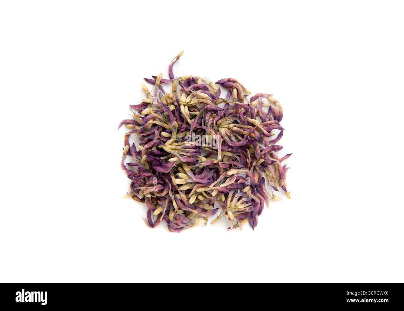 Pila di Trifolium essiccato per la visione piatta praticano le teste dei fiori del trifoglio rosso su sfondo bianco. Pianta erboristica. Foto Stock