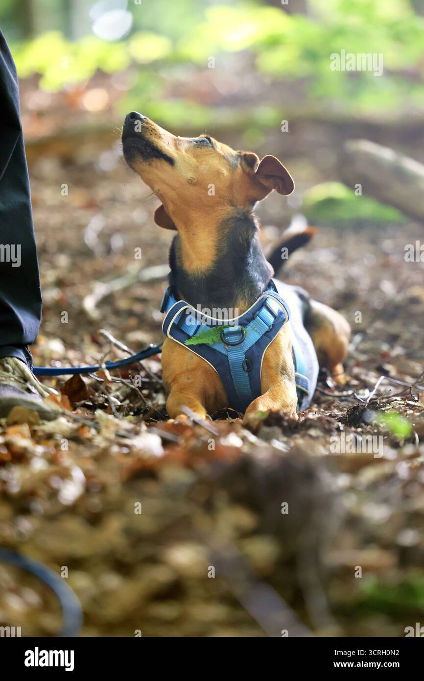 Un cane guarda con fiducia il suo proprietario nella foresta. Foto Stock