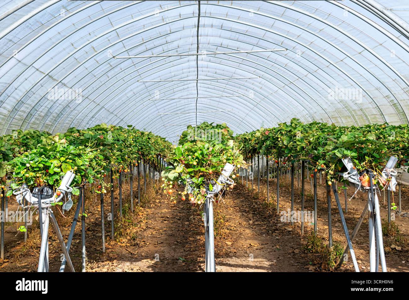 Coltivazione di fragole in poligonali zona di Fife in Scozia le piante su aiuole rialzate Foto Stock