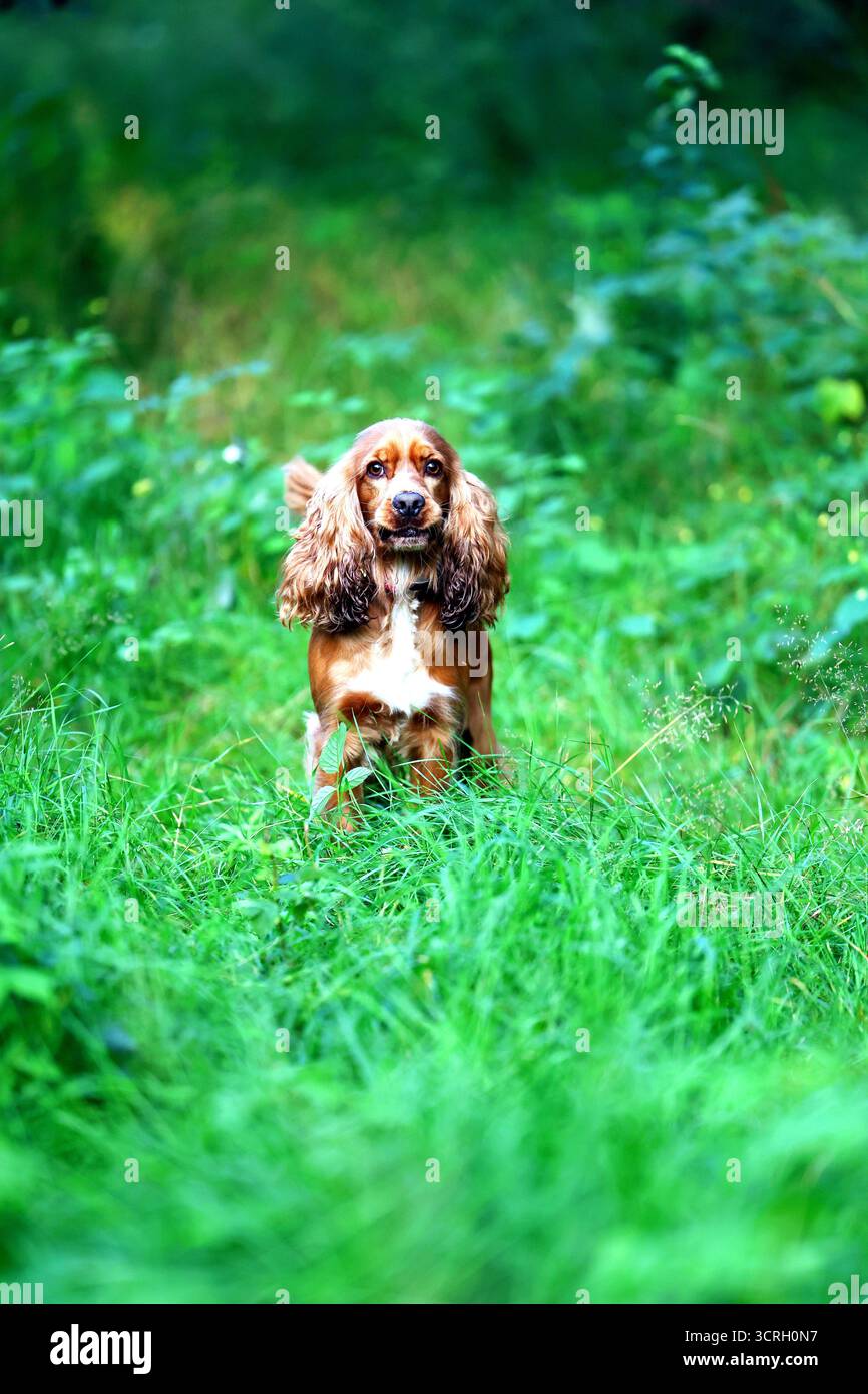 Adorabile Cocker Spaniel nel lussureggiante Green Field Foto Stock