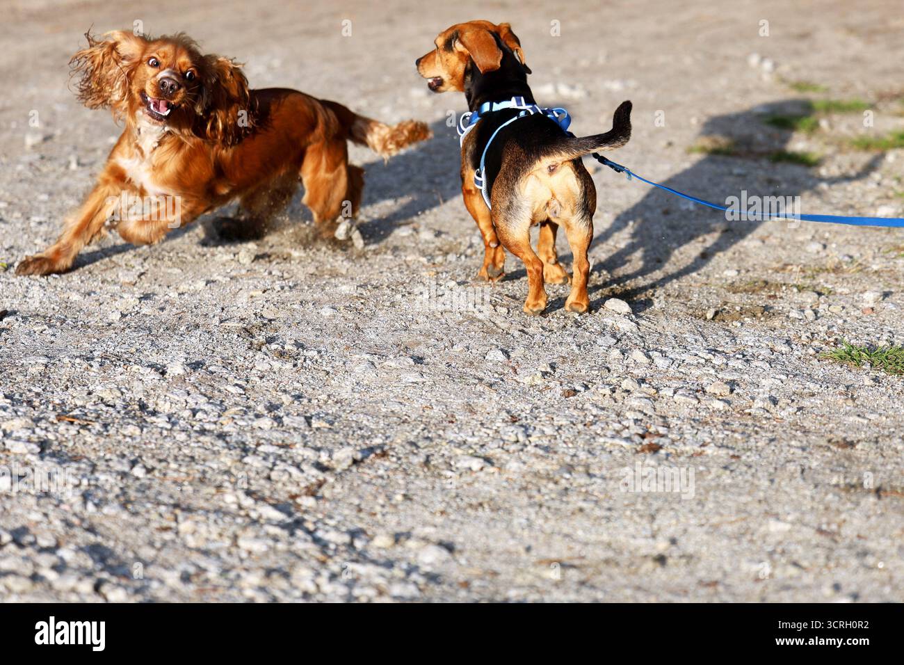 Cani che giocano insieme su un sentiero di ghiaia Foto Stock