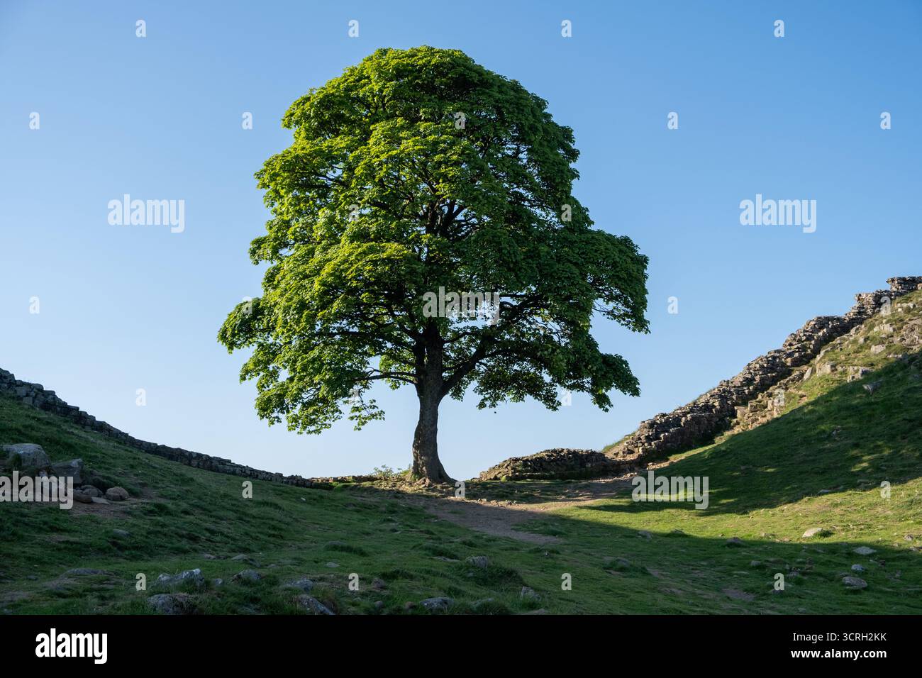 Sycamore Gap Sycamore Tree Vallo di Adriano Northumberland Foto Stock