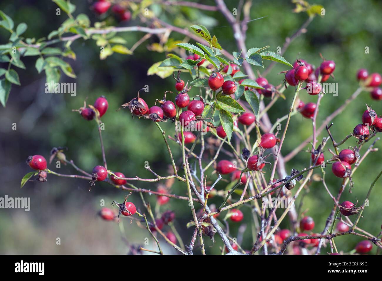 Rosehip cespuglio con rosehips in autunno Foto Stock