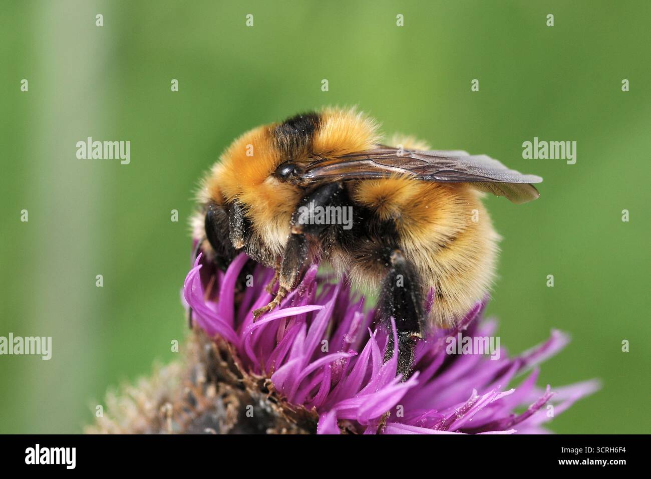 Great Yellow Bumblebee (Bombus distinguendus) che raccoglie il nettare dalle grandi knapweed (Centaurea scabiosa) sulle praterie costiere, Surtherland, Scozia, Foto Stock