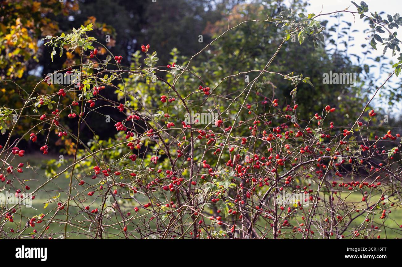 Rosehip cespuglio con rosehips in autunno Foto Stock
