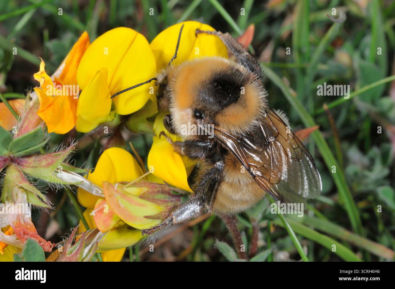 Great Yellow Bumblebee (Bombus distinguendus) che raccoglie il nettare dal trefoil del piede di uccello (Lotus corniculatus) sulla prateria machair a Northton, Harris Foto Stock