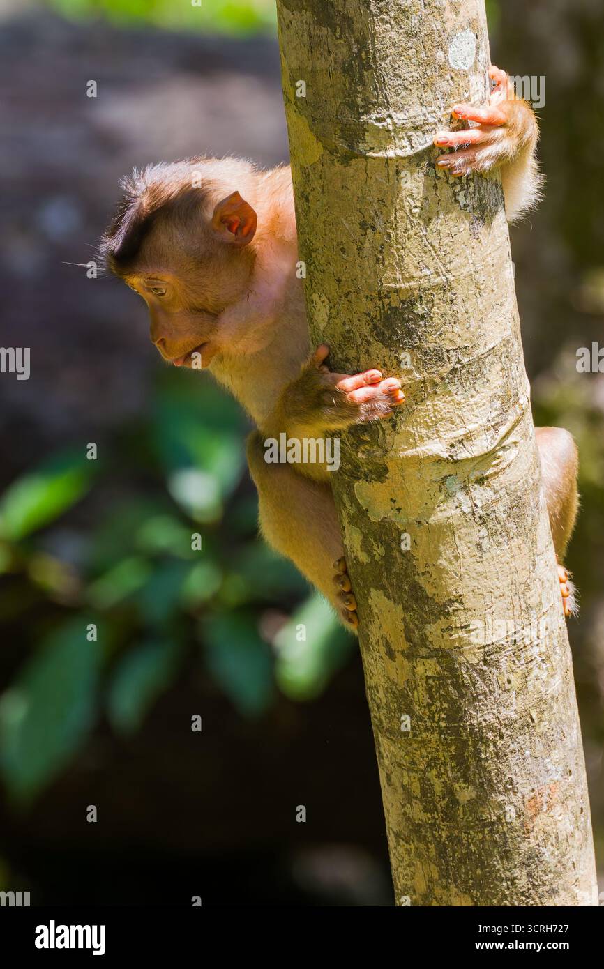 Adorabile giovane primate nel suo habitat naturale che tiene su un albero a Sabah, Malesia Foto Stock