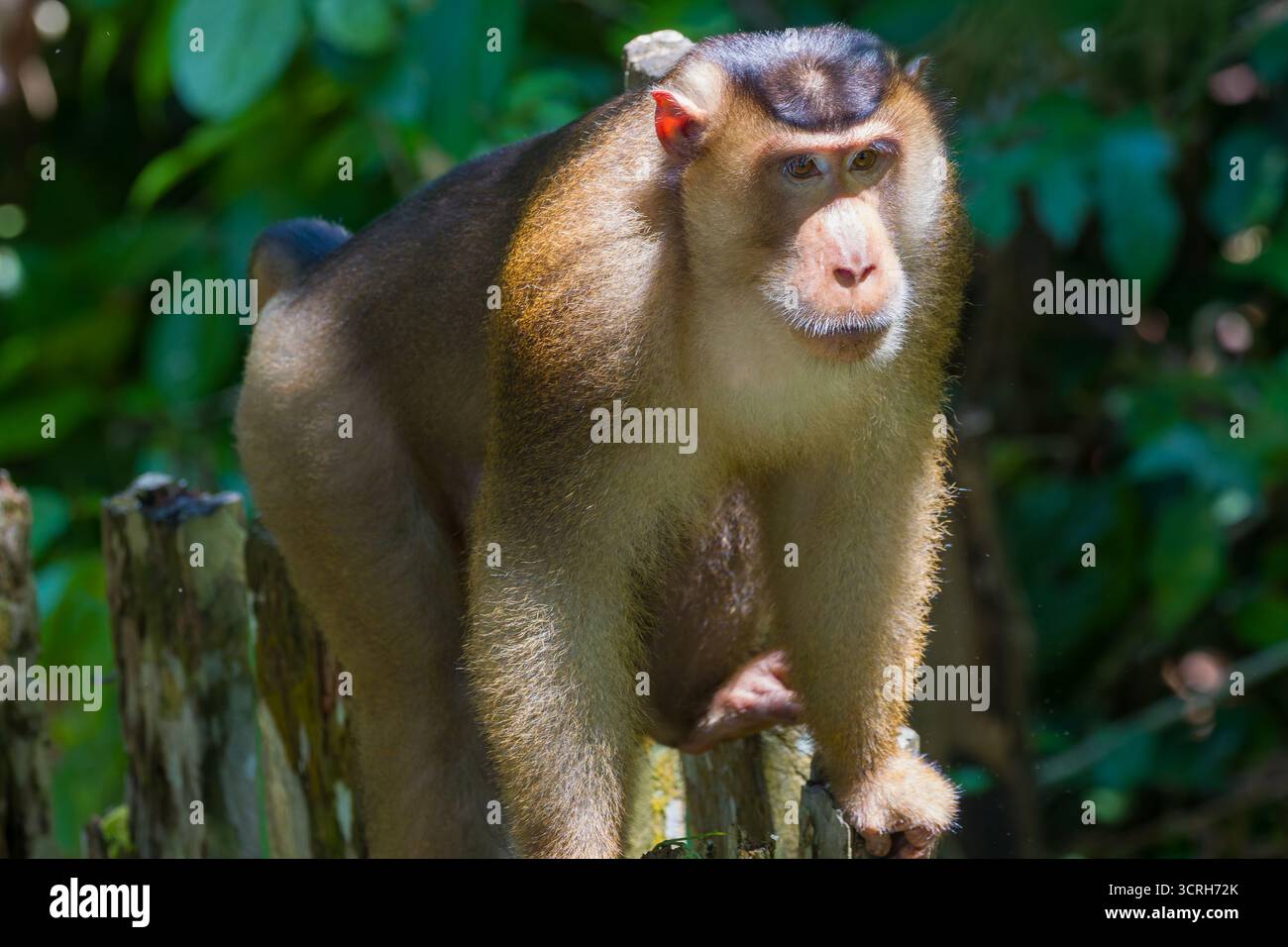 Macaco dalla coda di maiale meridionale (Macaca nemestrina) nel suo habitat naturale della foresta pluviale Foto Stock