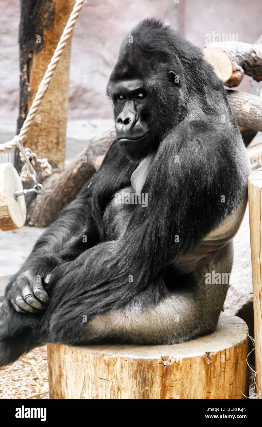 Gorilla seduto su un ceppo di legno all'interno del recinto dello zoo, riposando e osservando i dintorni in cattività Foto Stock