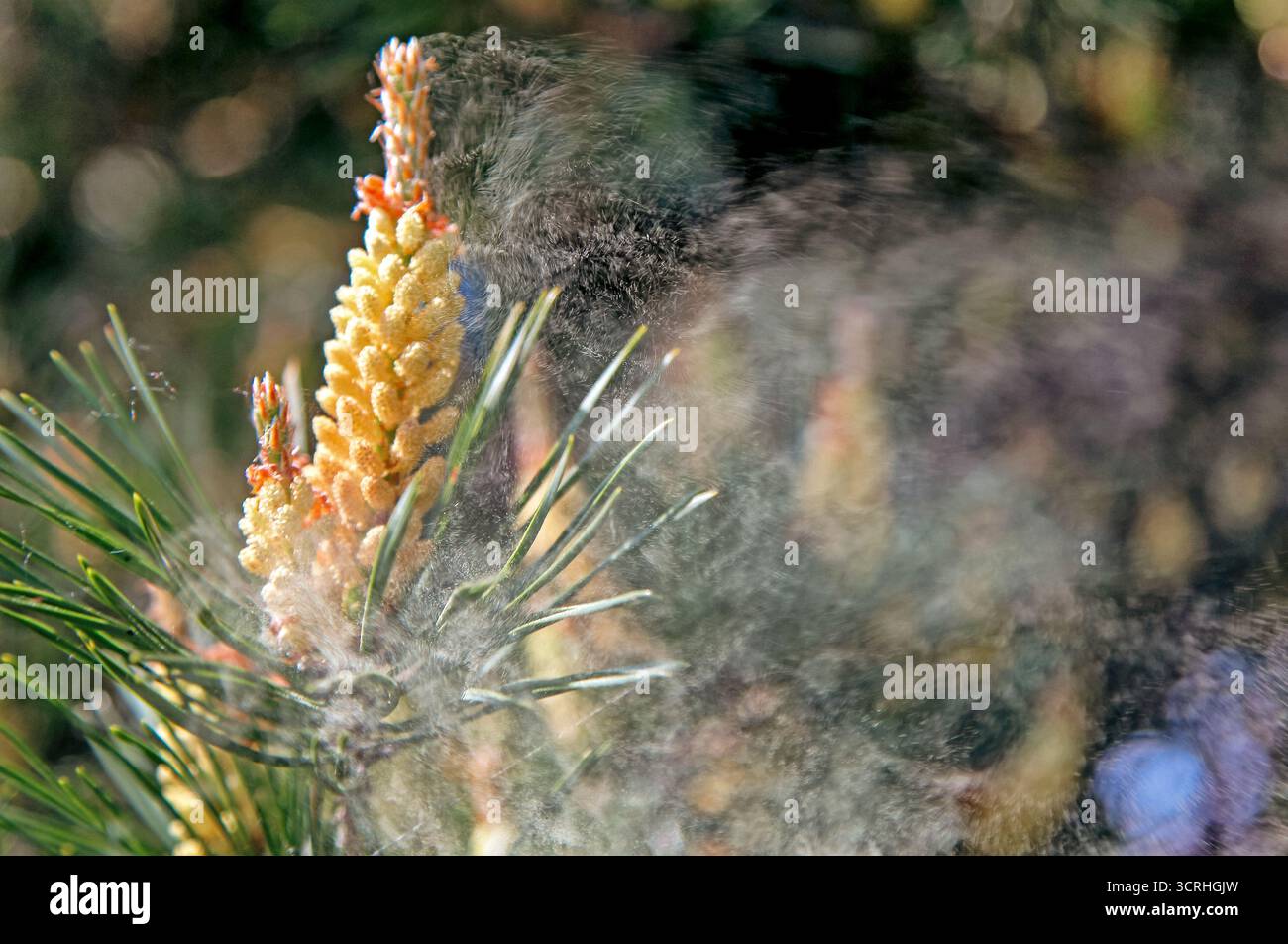 Primo piano del ramo di pino che rilascia polline giallo nell'aria, simbolo della stagione allergica primaverile e del processo di impollinazione naturale Foto Stock