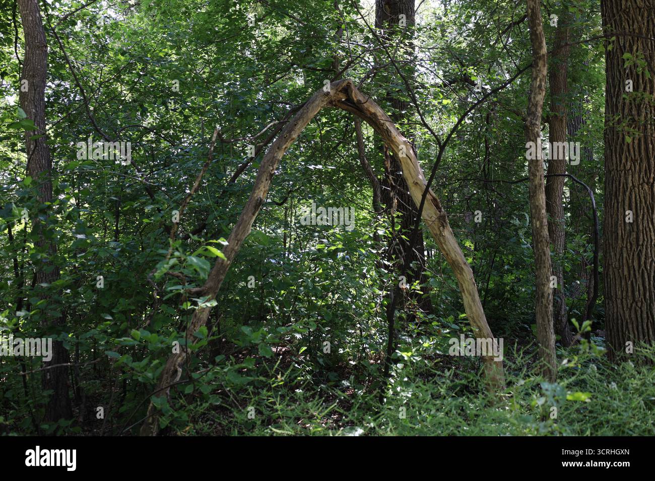 archi di alberi rotti sopra un fitto sottobosco dondulato dal sole del pavimento di una fitta foresta boreale verde in estate Foto Stock