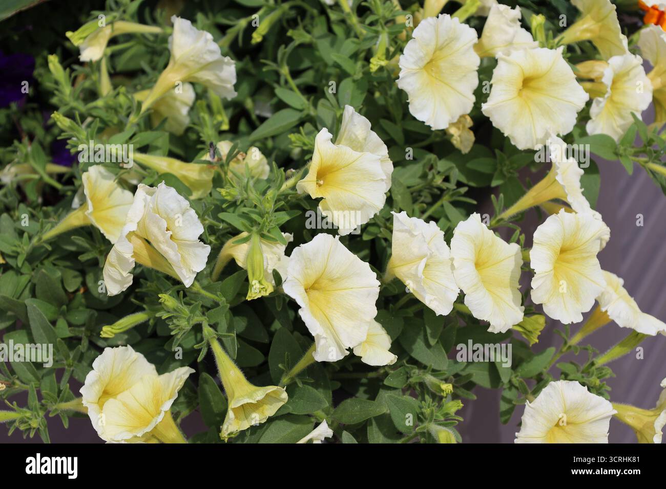 bouquet di petunia giallo-bianca su foglie di colore verde medio (primo piano) Foto Stock