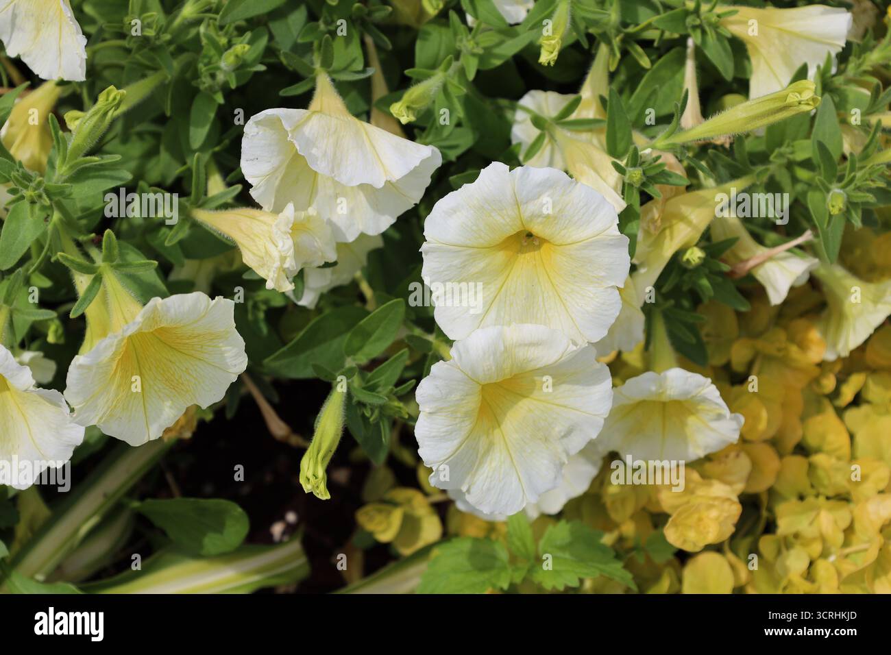 fiori e gemme di giallo bianco contro piccole foglie verdi (primo piano, macro) Foto Stock