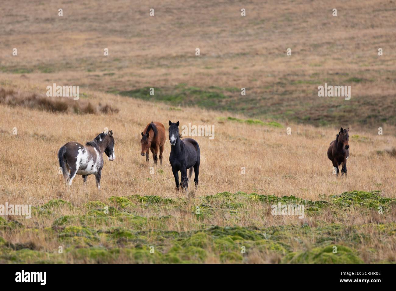 Cavalli selvaggi che vagano liberamente nelle alte praterie di Páramo del Parco Nazionale di Antisana, Ecuador. Questi robusti cavalli prosperano ad alta quota. Foto Stock