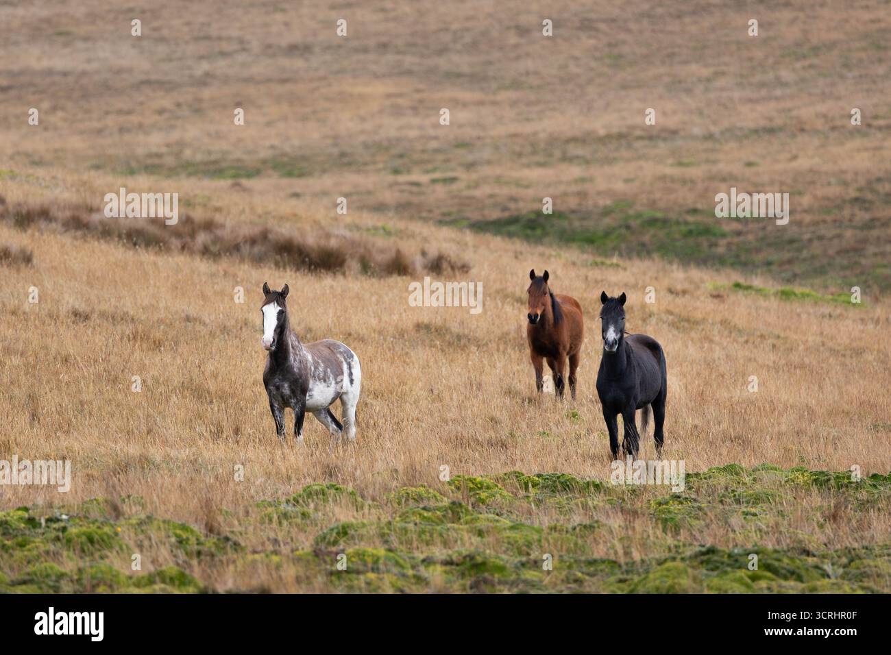 Cavalli selvaggi che vagano liberamente nelle alte praterie di Páramo del Parco Nazionale di Antisana, Ecuador. Questi robusti cavalli prosperano ad alta quota. Foto Stock