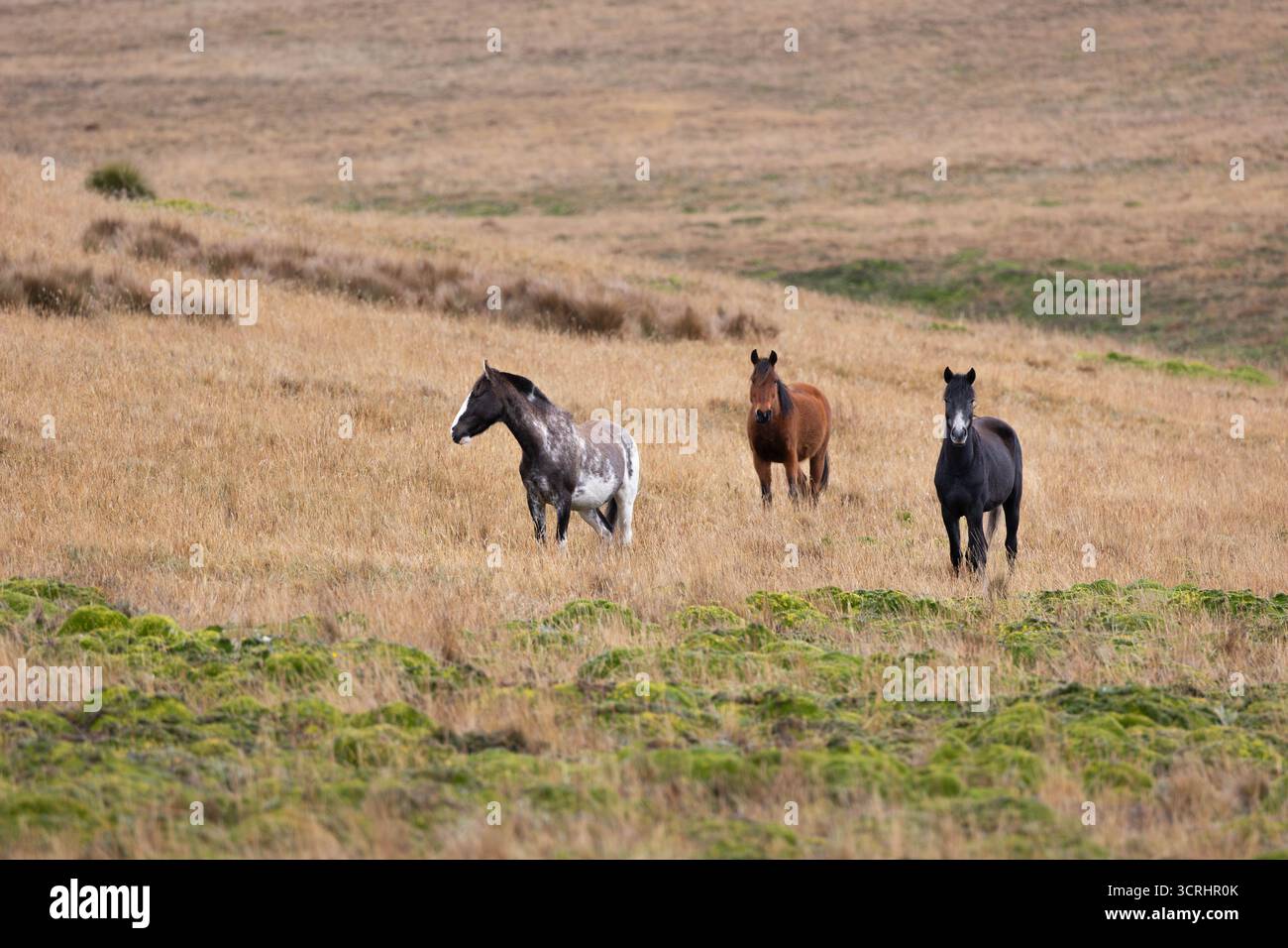 Cavalli selvaggi che vagano liberamente nelle alte praterie di Páramo del Parco Nazionale di Antisana, Ecuador. Questi robusti cavalli prosperano ad alta quota. Foto Stock