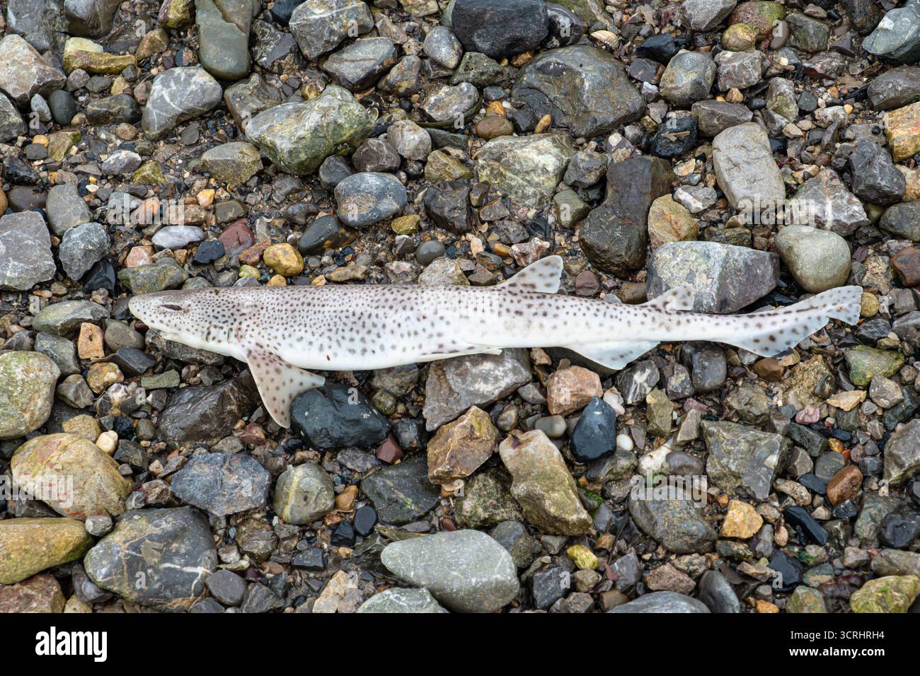 Un pesce gallese dalle macchie più piccole si trova sulle rocce di una spiaggia gallese. Foto Stock