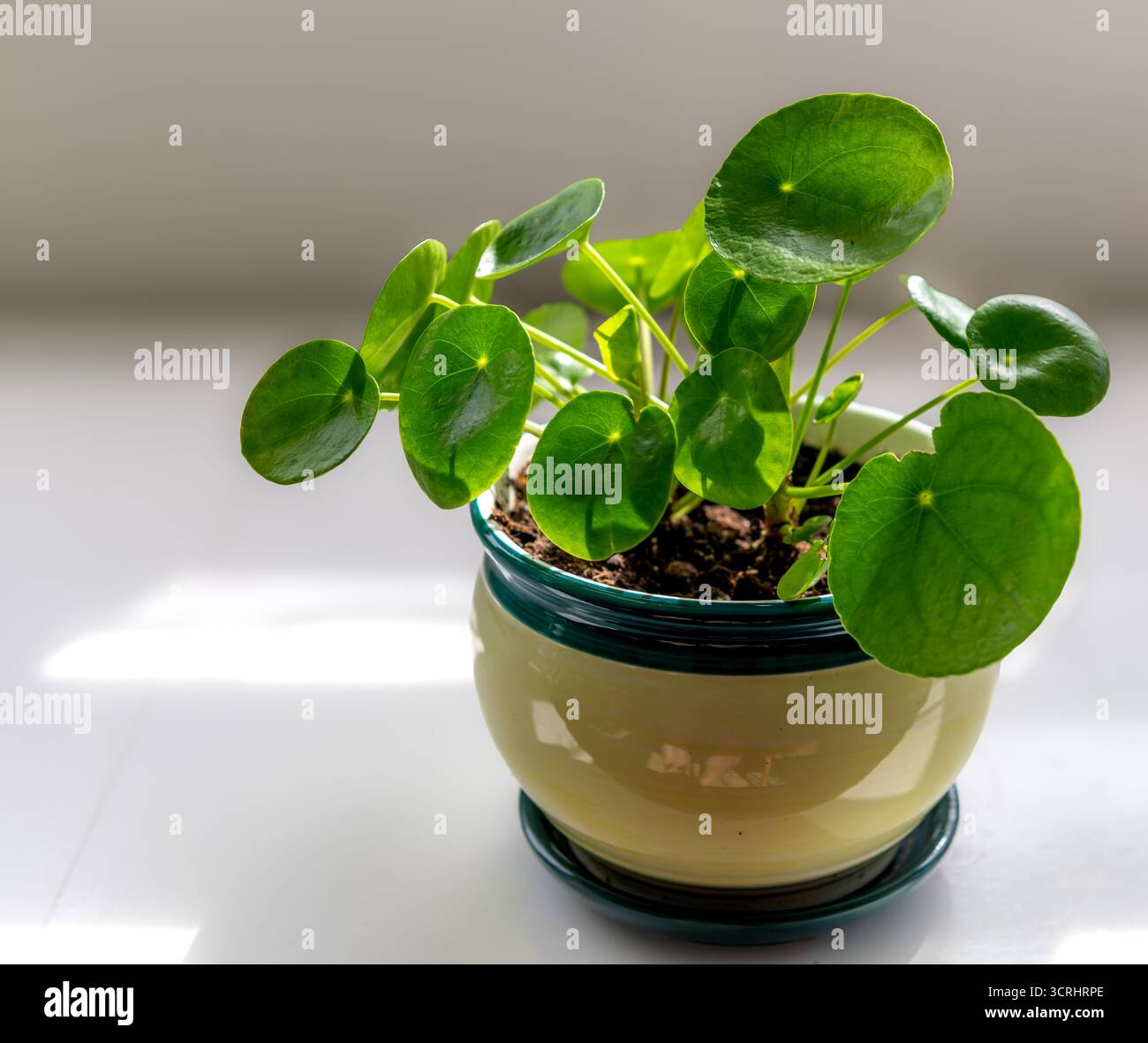 Una giovane pianta di soldi cinese che cresce in una piccola pentola di ceramica. Foto Stock