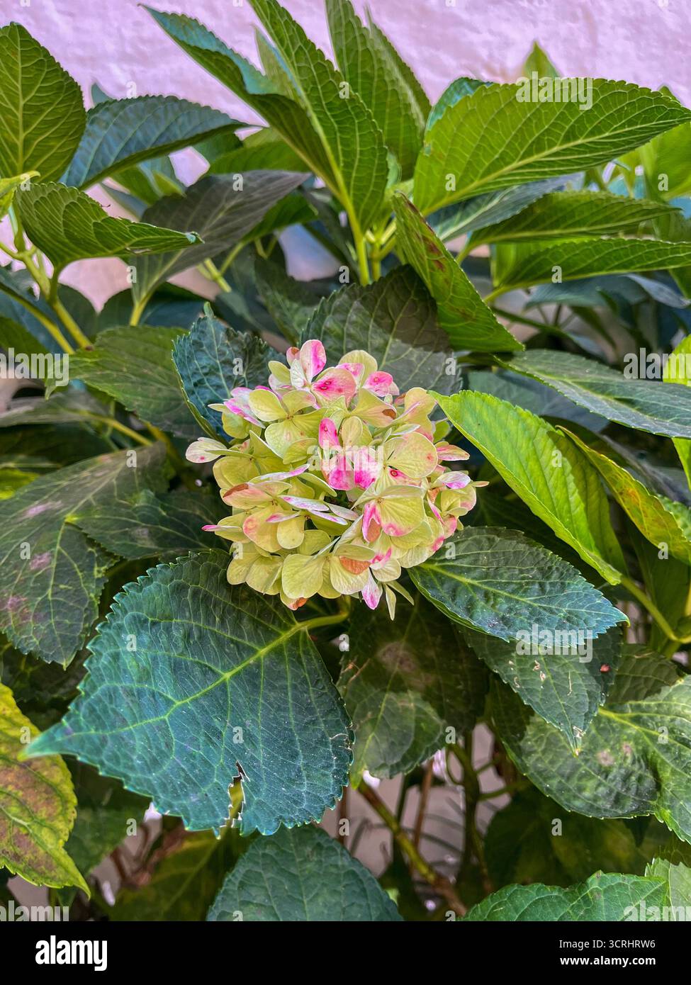 Hydrangea macrophylla, comunemente nota come Bigleaf Hydrangea in colore rosa. - Immagine stock catturata con smartphone