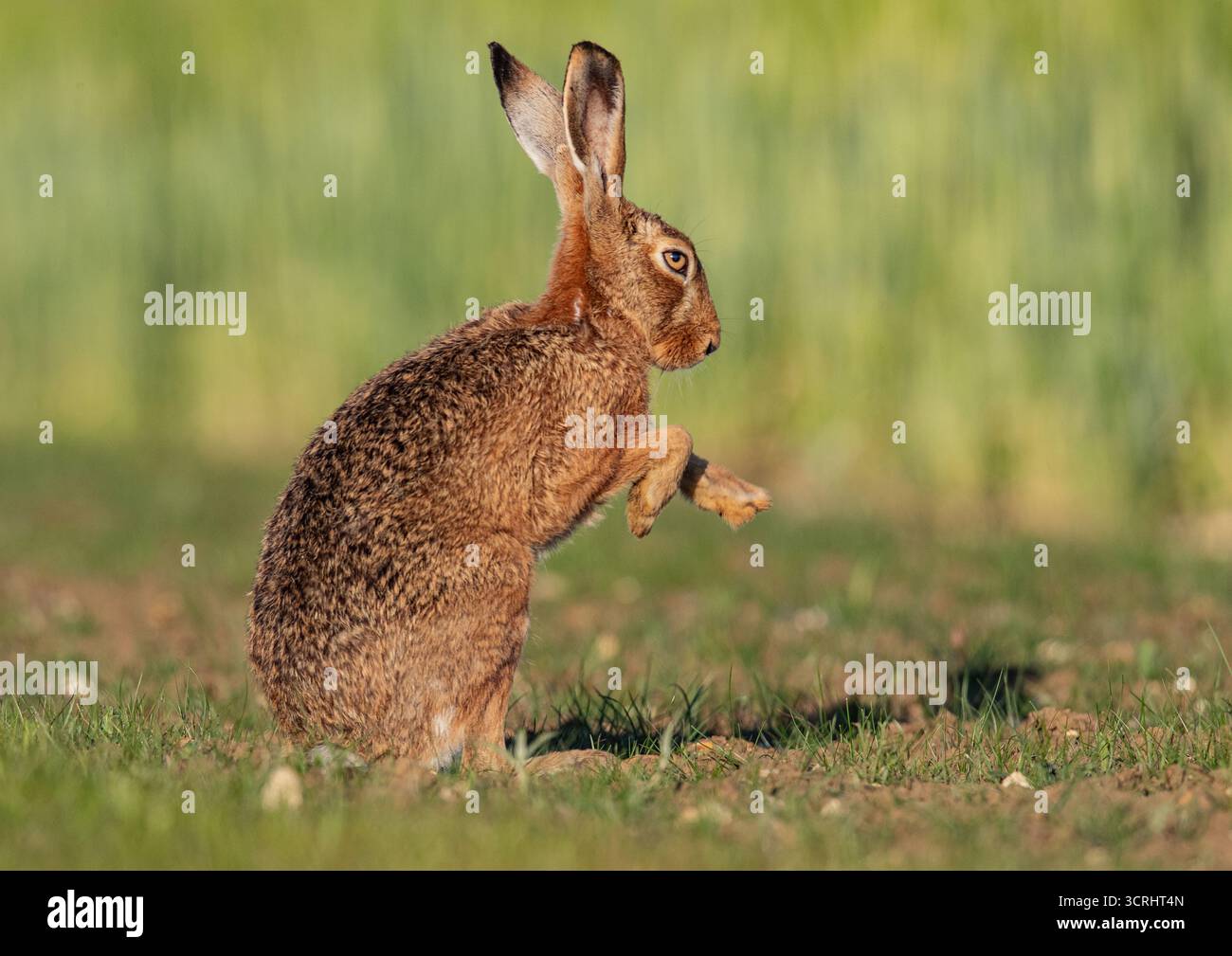 Una lepre bruna ( Lepus europaeus ) in piedi sulle zampe posteriori , che sfreccia la rugiada dalle zampe, evidenziata dal sole che tramonta . Suffolk, Regno Unito Foto Stock