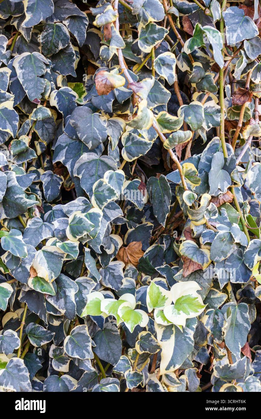 Ivy Climber variegato con bordi in crema che coprono una fitta parete verde di viti Foto Stock