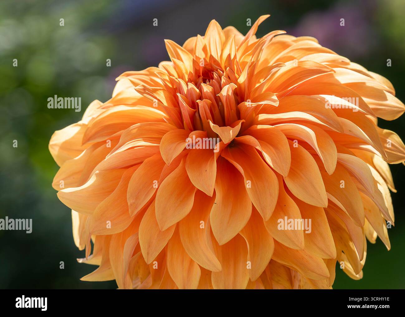 Il Bloomquist Jean dahlia fiorisce in giardino. Arancione luminoso decorativo informale dahlia, Bloomquist Jean. Foto Stock